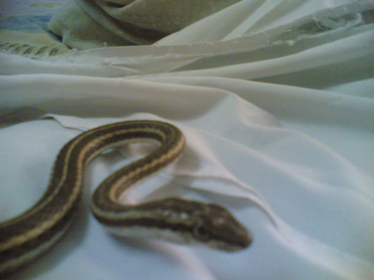 F�T� ~(412).jpg [349 Kb]